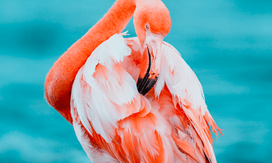 Galapagos Flamingo